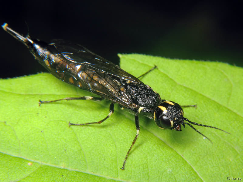 Xiphydria longicollis